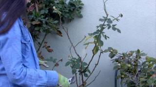 How to Prune Your Roses in 4 Easy Steps [upl. by Hite]