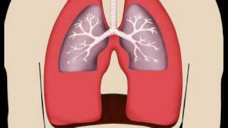 Lungs in Motion  Pulmonary Fibrosis [upl. by Fried]