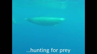 First underwater footage of rare beaked whale [upl. by Anelah771]