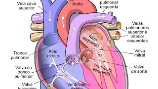 How to make heart diagram easily [upl. by Noicpecnoc]