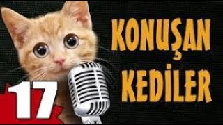 Pisicik TV  Konuşan Kediler 17  En Komik Kedi Videoları🐱‍👤 [upl. by Bruner254]