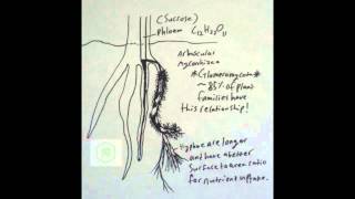 Basic Endomycorrhizal Info [upl. by Ahsitak]