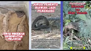 8 Pertarungan Biawak vs Ular Piton Siapa Pemenangnya [upl. by Gayn312]