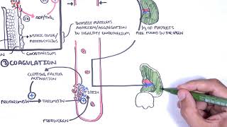 Thrombocytopaenia low platelets Overview  platelet physiology classification pathophysiology [upl. by Edwyna]