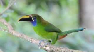 Emerald Toucanet [upl. by Silado]