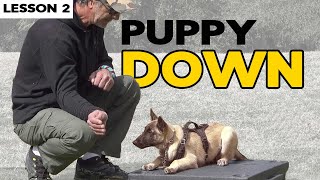 Teach Your Malinois Puppy DOWN [upl. by Nordek]