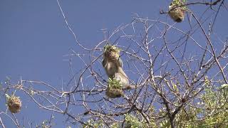 Shocking attack by Monkeys on bird nests and their chicks [upl. by Kerat]