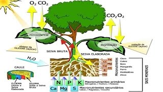 Os 4 Nutrientes essenciais para as plantas e suas Funções [upl. by Sloatman]