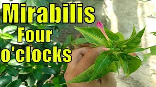 Mirabilis Jalapa  Four Oclocks Plant  Ye Plant 4pm Ko Flower Open Krta Hai [upl. by Olram]