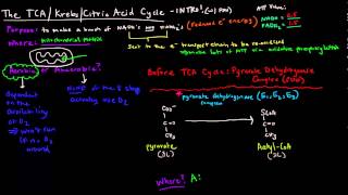 TCA  Krebs  Citric Acid Cycle Part 1 of 3  Introduction and PDH Complex [upl. by Etty]