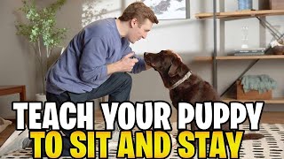 How To Teach Your Puppy To Sit And Stay [upl. by Nosneb]