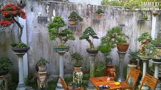 Bonsai Huế  Một số tác phẩm ở Vườn bonsai Sumalo [upl. by Yorgo]