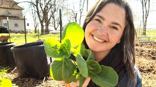 Planting Before Your Last Spring Frost Onions Broccoli and Cauliflower [upl. by Vigor]