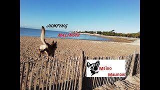 Jumping Malinois [upl. by Ewer]