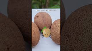 Harvesting Sapodilla Chickoo from a Dwarf Tree Container Gardening Tips [upl. by Nadabb]