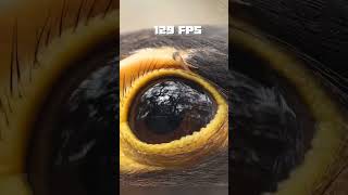 😲PEREGRINE FALCON fastest bird in the world🦅unknownfacts shortsbirdsfalcon youtubeshorts [upl. by Ekle968]