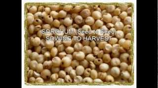 How to cultivate Sorghum [upl. by Lancelle]