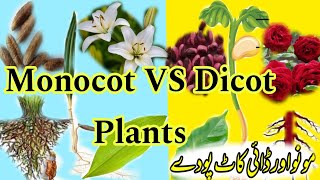 Monocot and Dicot plants  Differences between Monocotyledon and Dicotyledon with Examples [upl. by Akinimod]