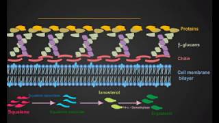 Azoles And Terbinafine antifungal animation [upl. by Amadus]