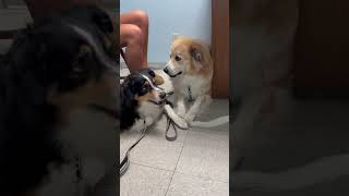 Gertie’s first vet appointment puppy cutepuppy greatpyrenees veterinarian cardrive gertie [upl. by Airret]