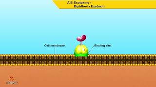 A B Exotoxins Diphtheria Exotoxin  Microbiology animations [upl. by Ennahs]