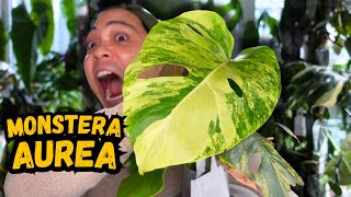 I propagated my Monstera Aurea…here are the results 💚 houseplants I love [upl. by Kowalski]