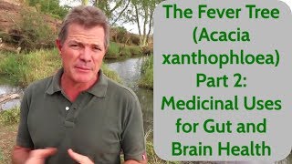 The Fever Tree Acacia xanthophloea Part 2 Medicinal Uses for Gut and Brain Health [upl. by Haroun]