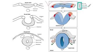 CNS Embryology [upl. by Cates924]