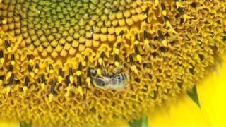 BEES Apis mellifera scutellata action [upl. by Enylodnewg]