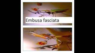 Empusa fasciata by Theo [upl. by Rahal454]