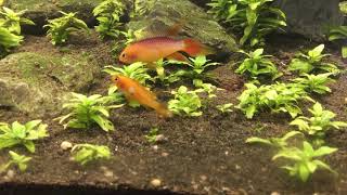 Apistogramma agassizii fire red hunting red cherry shrimps [upl. by Sheng]