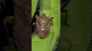 Percevejo Pentatomidae Será que é uma Praga na Agricultura [upl. by Eatnoj]