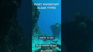 Most important algea facts shorts nature ocean [upl. by Yenetruoc450]