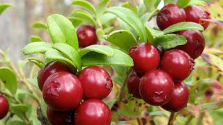 How to pick Lingonberry Day 6 of 21 VideoBlog Challenge [upl. by Naahs]