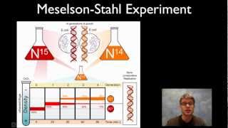 MeselsonStahl Experiment [upl. by Sallie]