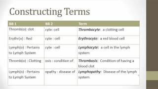 The Hematic and Lymphatic Systems [upl. by Akena]