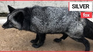 Extremely Rare SILVER FOX is Being Looked After by the RSCPA  SWNS TV [upl. by Elocel]