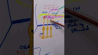 Olfactory pathway  Smell sensation  Physiology lecture  Medical [upl. by Eniortna48]