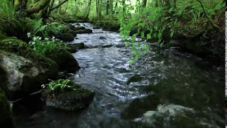 8 Hours Relaxing Nature Sounds Forest RiverSleep RelaxationBirdsongSound of WaterJohnnie Lawson [upl. by Wertheimer]