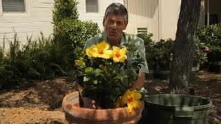 How to Repot Hibiscus  Garden Savvy [upl. by Ralph]