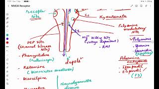 NMDA Receptor [upl. by Eradis]