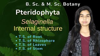 Pteridophyta  Selaginella  Internal structure  Botany  B Sc amp M Sc [upl. by Matt]