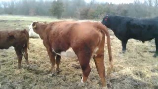 Cattle video 8 When is she in heat [upl. by Clerc718]