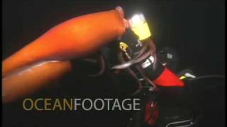 Humboldt Squid Attacks Holds onto Diver [upl. by Cilo]