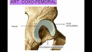 ARTICULACION DE LA CADERA [upl. by Schargel]