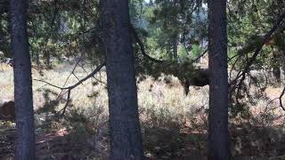 Video of Mud Creek Campground OR from Kelly N [upl. by Mab189]