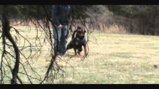 Training a Rottweiler Schutzhund [upl. by Euqinu936]