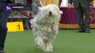 Komondor  Breed Judging 2019 [upl. by Catima]