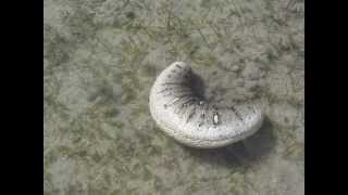 Oman sea cucumber Holothuria scabra in motion by Khalfan Al Rashdi [upl. by Jutta817]