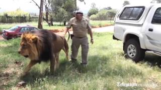 Keeper films himself giving lion a paw massage [upl. by Aleinad]